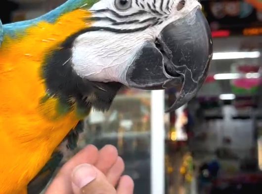 Bebek Veya Yetişkin Macaw Çeşitlerimiz görsel