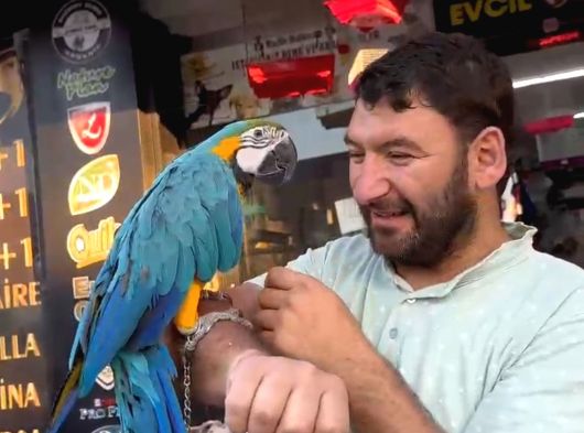 Bebek Veya Yetişkin Macaw Çeşitlerimiz görsel