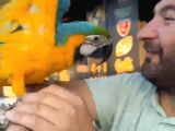 Bebek veya Yetişkin Macaw Çeşitlerimiz