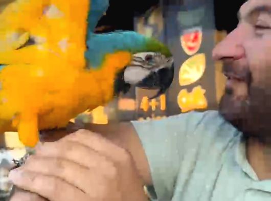 Bebek Veya Yetişkin Macaw Çeşitlerimiz