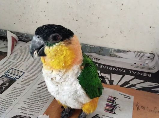 Cites Belgeli Faturalı Caique Papağan