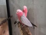 Gallah Kakadu Papağan