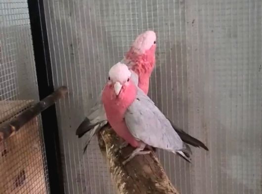 Gallah Kakadu Papağan görsel