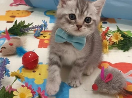 Tam Sevmeli̇k Ponçi̇k Bu Bal