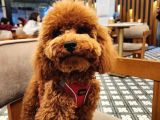 6 Aylık Dişi Safkan Toy Poodle