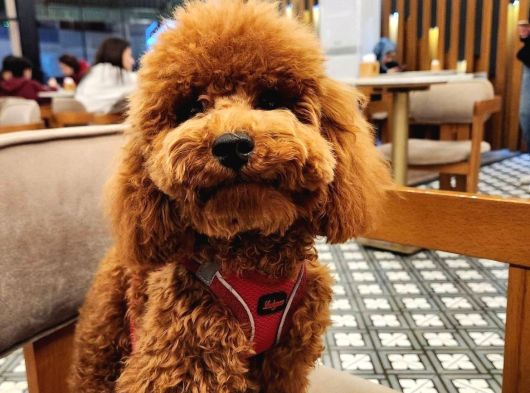 6 Aylık Dişi Safkan Toy Poodle görsel