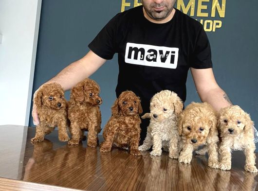 Gerçek Toy Poodle Yavrularimiz Ankara Mağazamizda Canli Görn görsel