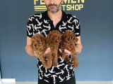 Gerçek Toy Poodle Yavrularimiz Ankara Mağazamizda Canli Görn