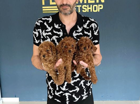 Gerçek Toy Poodle Yavrularimiz Ankara Mağazamizda Canli Görn görsel