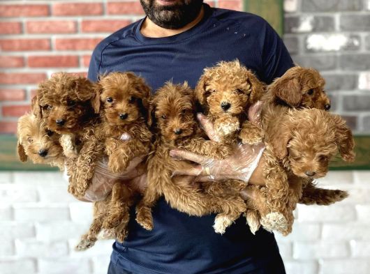 Gerçek Malti̇poo Yavrularimizi Magazamizda Canli Görün Ank görsel