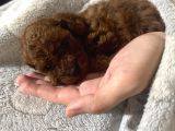 Toy Poodle Yavrularımız