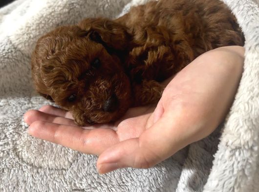 Toy Poodle Yavrularımız görsel