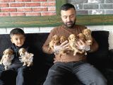 Gerçek Malti̇poo Yavrularimizi Magazamizda Canli Görün Ank