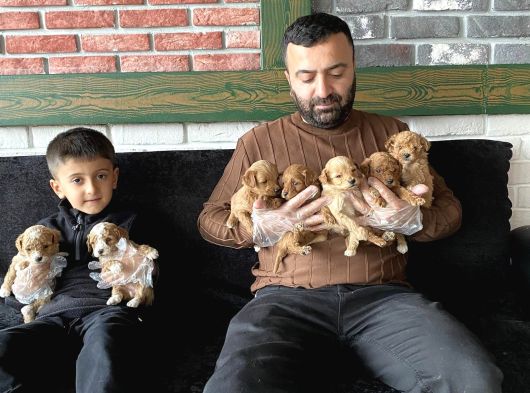Gerçek Malti̇poo Yavrularimizi Magazamizda Canli Görün Ank görsel
