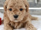Maltipoo Yavrularımız