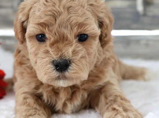 Maltipoo Yavrularımız görsel