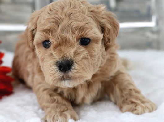 Maltipoo Yavrularımız