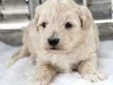 Maltipoo Yavrularımız