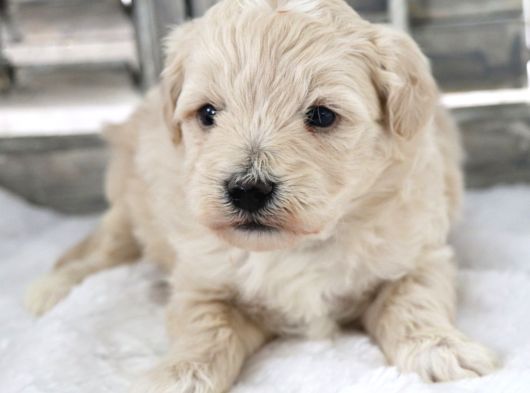 Maltipoo Yavrularımız görsel