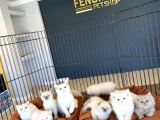 Kedi̇ci̇den Renk Renk Scottish Fold Yavrulari Ankara Mağazmzda