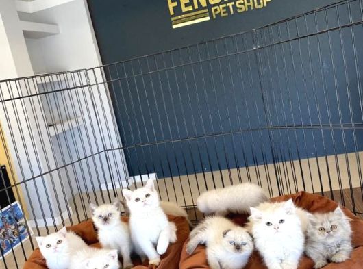 Kedi̇ci̇den Renk Renk Scottish Fold Yavrulari Ankara Mağazmzda görsel
