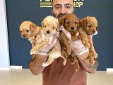 Gerçek Malti̇poo Yavrularimizi Magazamizda Canli Görün Ank