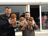 Wc Egi̇ti̇mli̇ Morki̇ee Yavrular Ankara Mağazamizda Görün