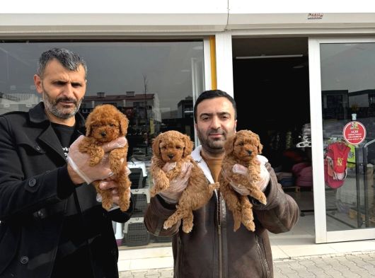 Wc Egi̇ti̇mli̇ Morki̇ee Yavrular Ankara Mağazamizda Görün görsel