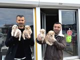Gerçek Malti̇poo Yavrularimizi Magazamizda Canli Görün Ank