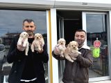 Wc Egi̇ti̇mli̇ Morki̇ee Yavrular Ankara Mağazamizda Görün