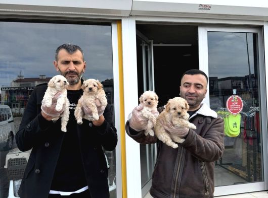 Wc Egi̇ti̇mli̇ Morki̇ee Yavrular Ankara Mağazamizda Görün görsel