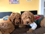 Gerçek Toy Poodle Yavrularimiz Ankara Mağazamizda Canli Görn