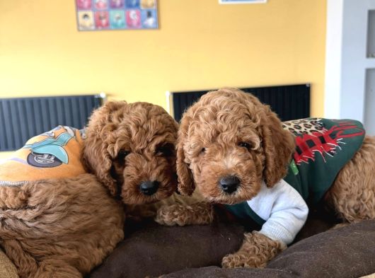 Gerçek Toy Poodle Yavrularimiz Ankara Mağazamizda Canli Görn görsel