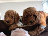 Gerçek Toy Poodle Yavrularimiz Ankara Mağazamizda Canli Görn