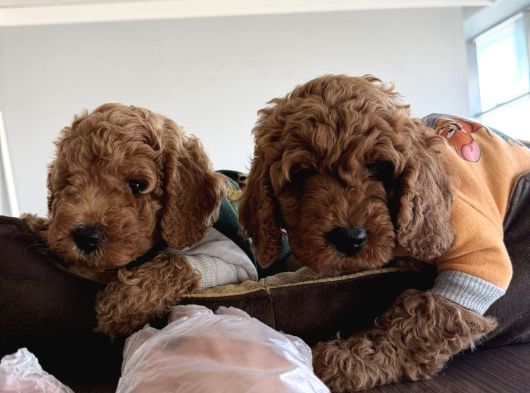 Gerçek Toy Poodle Yavrularimiz Ankara Mağazamizda Canli Görn görsel