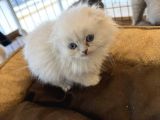 Kedi̇ci̇den Renk Renk Scottish Fold Yavrulari Ankara Mağazmzda