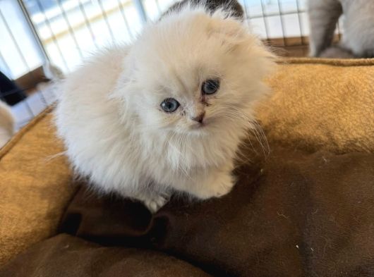 Kedi̇ci̇den Renk Renk Scottish Fold Yavrulari Ankara Mağazmzda görsel