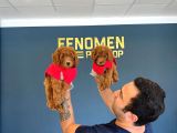 Gerçek Toy Poodle Yavrularimiz Ankara Mağazamizda Canli Görn
