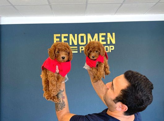 Gerçek Toy Poodle Yavrularimiz Ankara Mağazamizda Canli Görn görsel