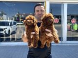 Gerçek Toy Poodle Yavrularimiz Ankara Mağazamizda Canli Görn