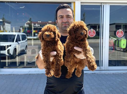 Gerçek Toy Poodle Yavrularimiz Ankara Mağazamizda Canli Görn görsel
