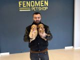 Gerçek Malti̇poo Yavrularimizi Magazamizda Canli Görün Ank