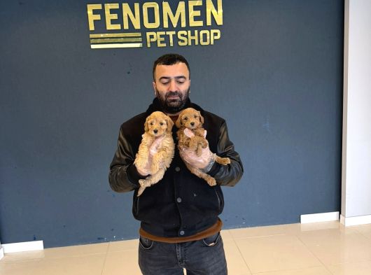Gerçek Malti̇poo Yavrularimizi Magazamizda Canli Görün Ank görsel