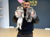 Kedi̇ci̇den Renk Renk Scottish Fold Yavrulari Ankara Mağazmzda