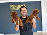 Gerçek Toy Poodle Yavrularimiz Ankara Mağazamizda Canli Görn