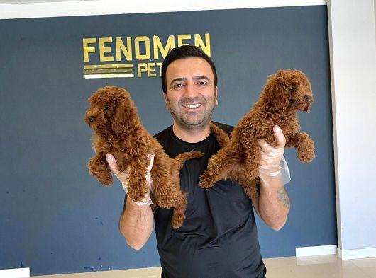 Gerçek Toy Poodle Yavrularimiz Ankara Mağazamizda Canli Görn görsel