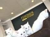 Kedi̇ci̇den Renk Renk Scottish Fold Yavrulari Ankara Mağazmzda