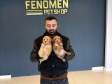 GERÇEK MALTİPOO YAVRULARIMIZI MAGAZAMIZDA CANLI GÖRÜN ANK