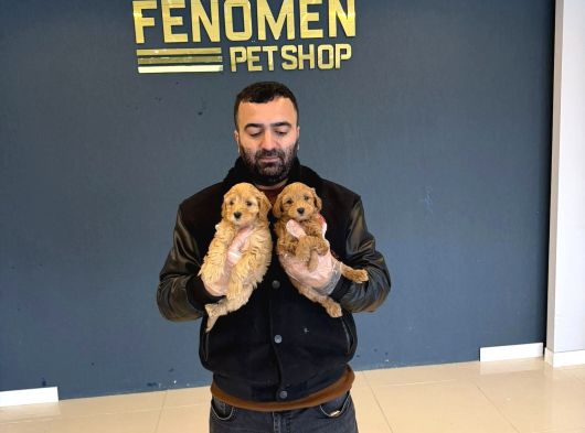Gerçek Malti̇poo Yavrularimizi Magazamizda Canli Görün Ank