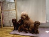 Gerçek Toy Poodle Yavrularimiz Ankara Mağazamizda Canli Görn
